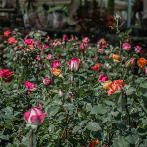 capacitación sector floricultor